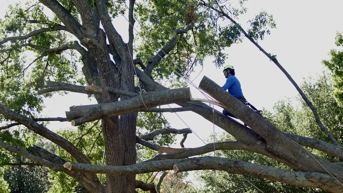 Professional Hazardous Tree Removal performed by certified arborists in Waldorf
