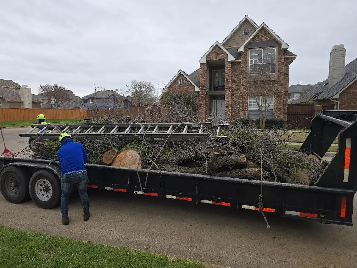 Expert Tree Removal with proper safety equipment in Waldorf